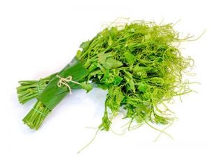 ĐỌT SU